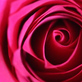 Rote Rose von Esmee Eeltink