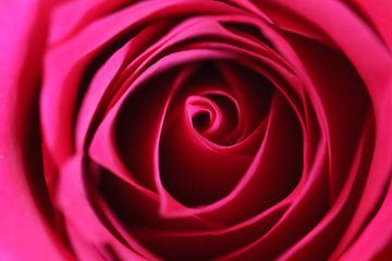 Rode roos van Esmee Eeltink