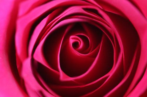 Red rose