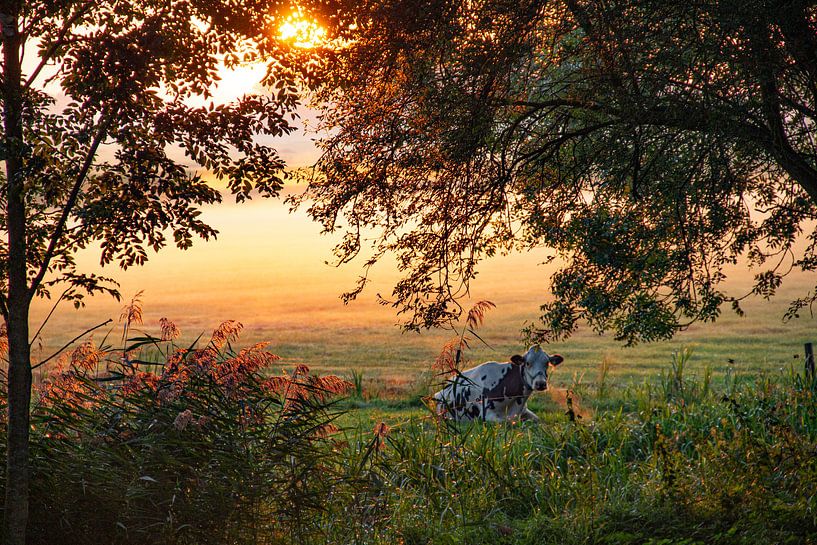 Koe in hollands landschap weiland in de herfstmist bij zonsopkomst van Jacoline van Dijk