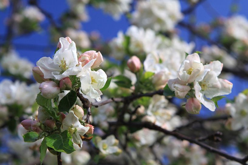 Apple Tree by Karina Gebert