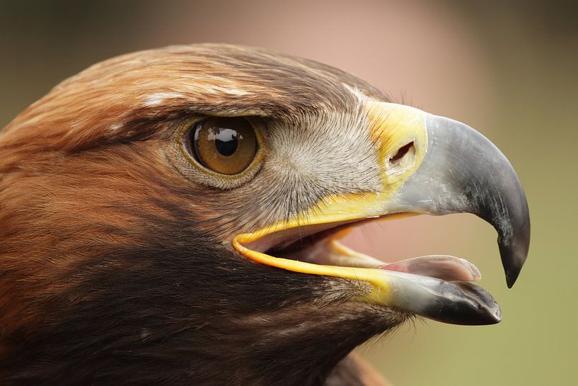 Steinadler von Dirk Rüter
