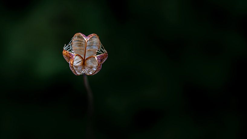 UFO: Unidentified Flora Object van HvNunenfoto