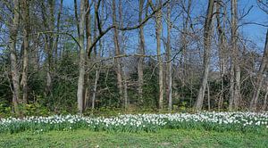 Frühlingsgrüsse