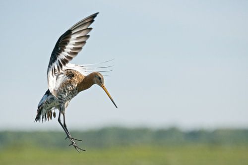 Grutto