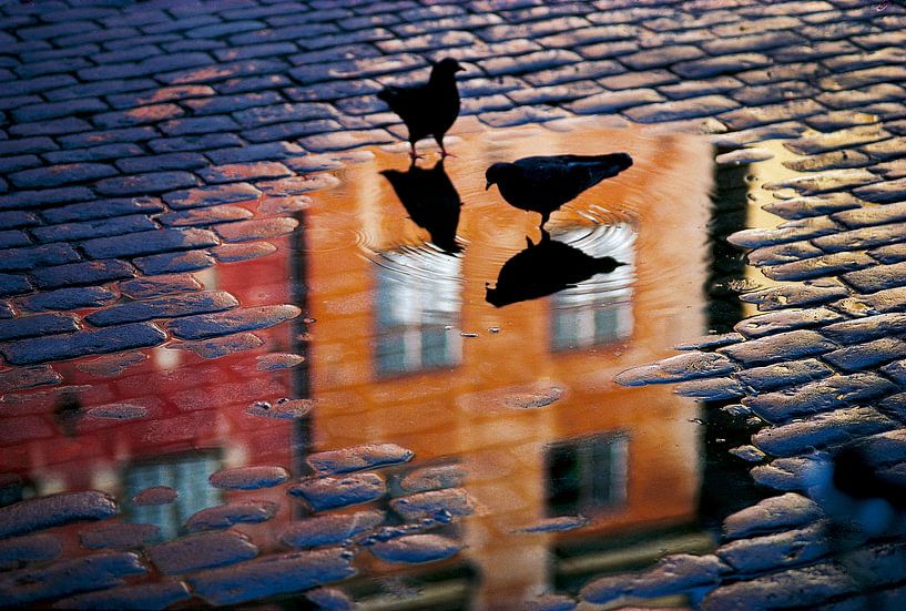 Pigeons, Allan Wallberg par 1x