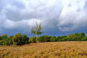 Donkere wolken boven een heideveld op de Lemelerberg van Sjoerd van der Wal Fotografie