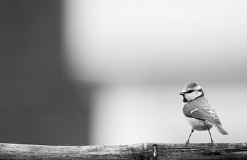 Pimpelmees, blue tit, zangvogel van Maartje van Tilborg