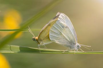 Mating white butterflies by Jolanda Aalbers