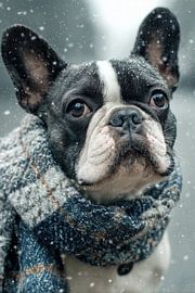 Winter Dog - French Bulldog in Cozy Scarf by Matthias Hauser