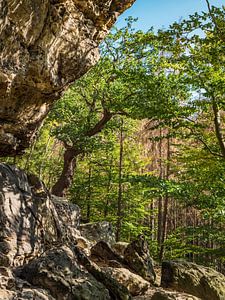 Königsweg, Sächsische Schweiz - Buche am Kleinen Bärenhorn
