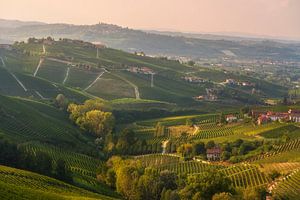 Blick auf die Weinberge von Barbaresco und Neive in den Langhe bei Sonnenuntergang