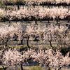 Flowering almond trees by Marian Merkelbach
