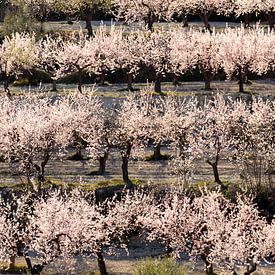 Flowering almond trees