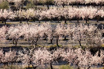 Flowering almond trees