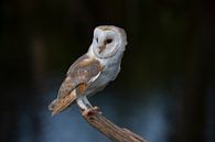 Barn owl, Tyto alba by Gert Hilbink thumbnail