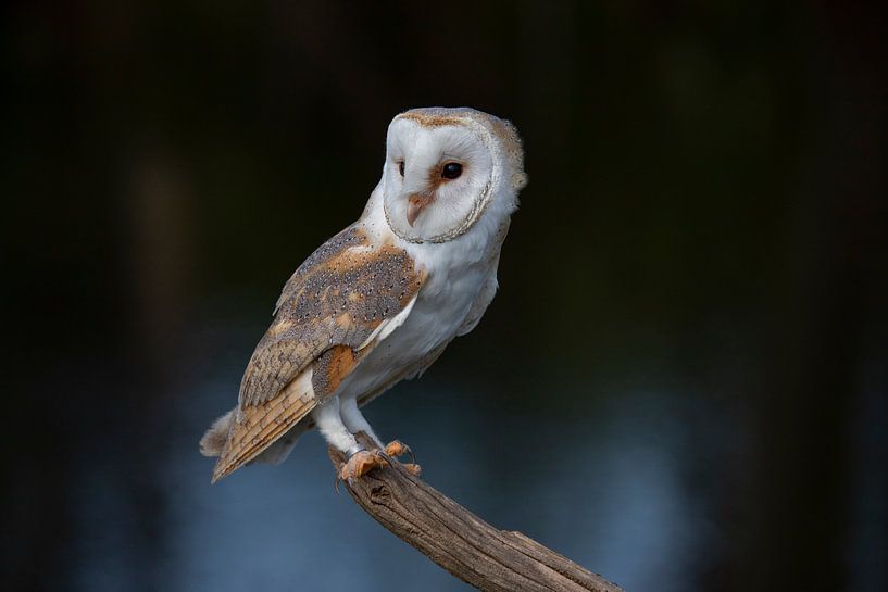 Chouette effraie, Tyto alba par Gert Hilbink