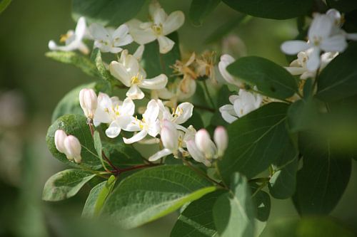 bloemen