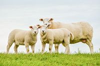 Family sheep on the dam