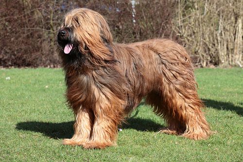 Briard