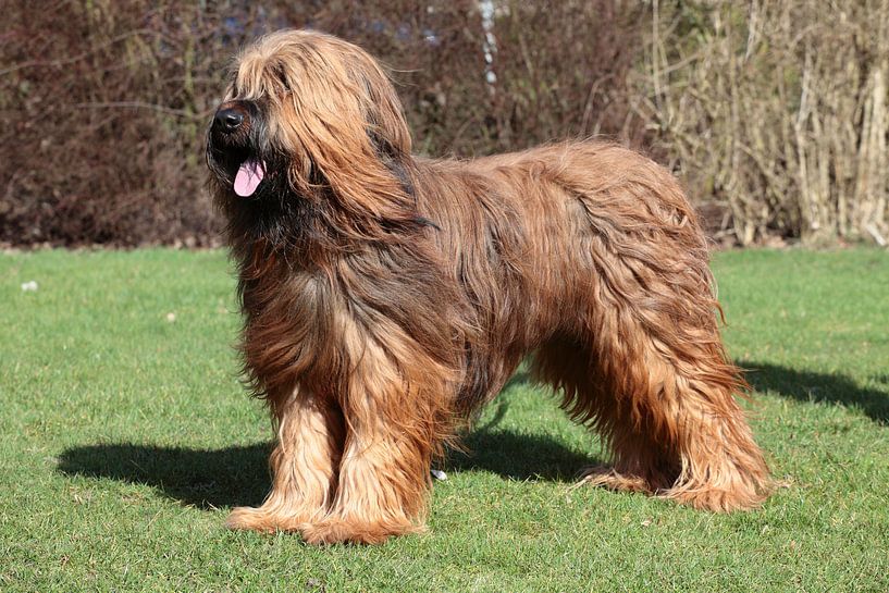 Briard by Patrick vdf. van der Heijden