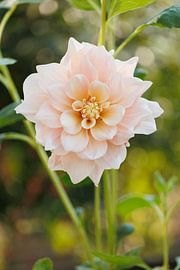 Dahlia Break Out - Bokeh by Dagmar Hijmans