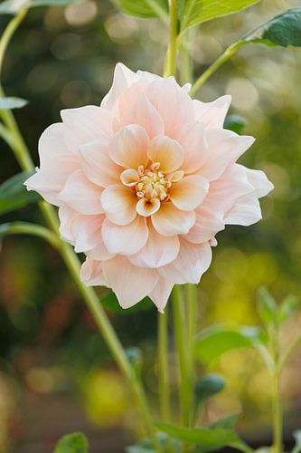 Dahlia Break Out - Bokeh