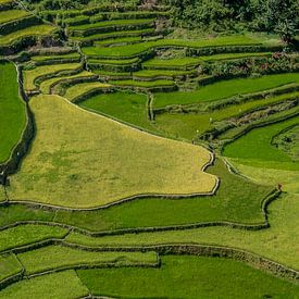 Ricefields in the Philippines by Hans Moerkens