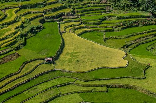 Ricefields in the Philippines