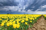 Tulipes jaunes en fleurs dans un champ par Sjoerd van der Wal Photographie Aperçu