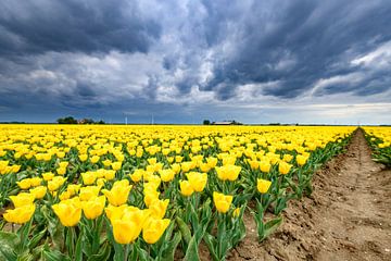 Tulipes jaunes en fleurs dans un champ sur Sjoerd van der Wal Photographie
