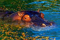 Hippopotame dans l'eau.