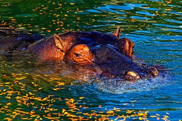 Nijlpaard in water. van Mikhail Pogosov
