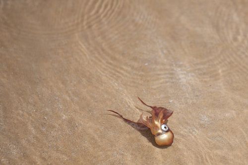 Inktvis voor de kust van Con Son (Vietnam)