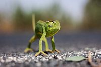 Karma Chameleon