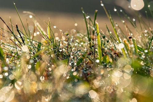 la rosée du matin dans l'herbe