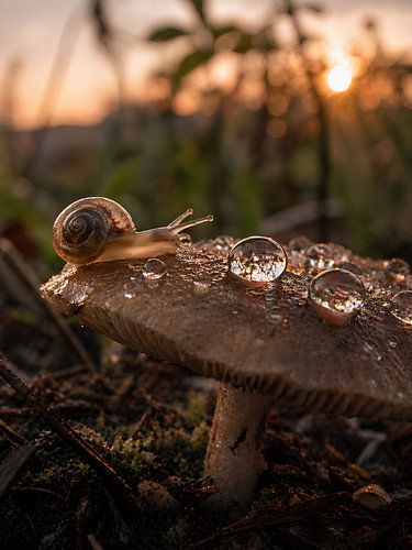 Un escargot dans la douce lumière du soir – Une photo macro nature apaisante avec un effet bokeh
