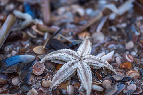 Zeester aan het strand in Scheveningen