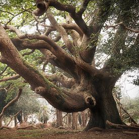 Olifanteneik van Loris Photography