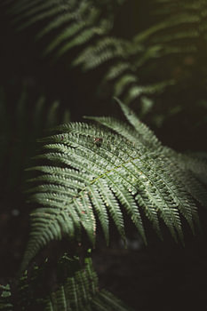 L'abeille sauvage