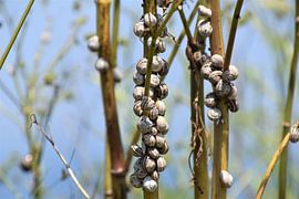 Schnecken an Pflanzenstielen von Susan Dekker