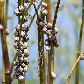 Slakken op plantenstengels van Susan Dekker