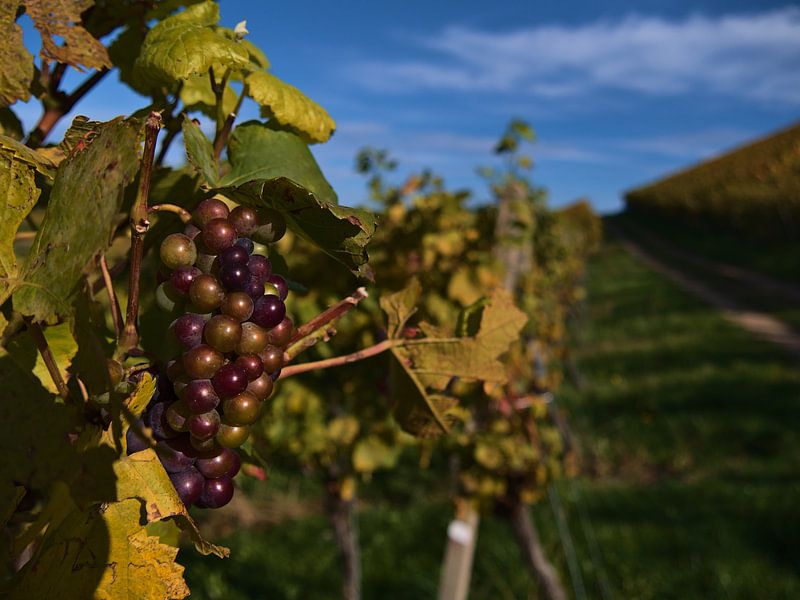 Raisins violets mûrs sur une vigne en automne par Timon Schneider