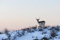 Hirsche | Damhirsche in winterlicher Atmosphäre kurz nach Sonnenuntergang von Servan Ott Miniaturansicht