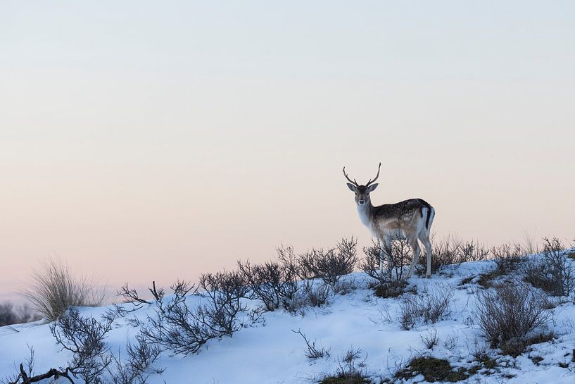 Hirsche | Damhirsche in winterlicher Atmosphäre kurz nach Sonnenuntergang von Servan Ott