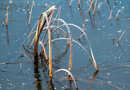 Schilf im Eis