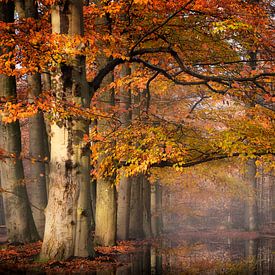 Herbstfarben der Buche von Kees van Dongen