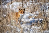 Renard dans la neige