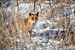 Fuchs im Schnee von Tessa Remy Photography