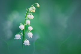 lily of the valley in green blue by Simone Karis
